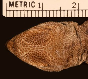 Media type: image;   Herpetology R-15582